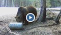 15 нападения от мечки в Смолянско