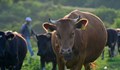 600 животновъдни ферми в Нидерландия ще трябва да затворят