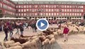 Хиляди овце преминаха по улиците на Мадрид