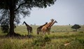 Жираф уби бебе в Южна Африка