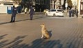 Бездомно куче посрещна новите депутати