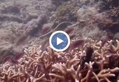 Котвите на лодките и многобройните гмуркачи са част от заплахите