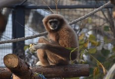 По първоначална информация детето е преминало загражденията и животното е