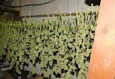 Баща и син са задържани за пласиране на наркотични вещества на