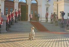 Служебният премиер Гълъб Донев дори погали животното преди да влезе в