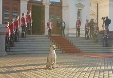Интересът към кучето което вчера цял ден стоя пред сградата на