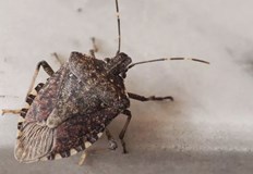 Ентомолог Тези насекоми не са опасни и дори не търсят