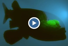 Тя се среща там където светлината не може да достигнеЖивотът