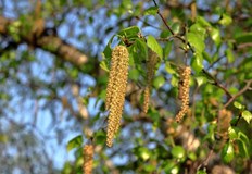 Протеинът наречен rFlaA Betv1 съдържа алергена брезов прашецГермански учени предлагат нов