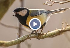 Това сочи ново изследванеСлушането на пойни птици сутрин влияе на