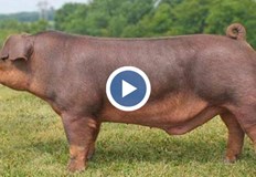 Новата кръстоска порода ще бъде разработена с Ветеринарномедицинския факултет на