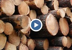 От горския сектор призовават гражданите да сигнализират при съмнения за