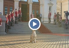 Кучето живее в Студентски град и редовно пътува до центъра