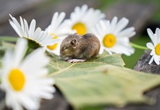 На 27 октомври християнската църква почита Свети НесторВ много краища