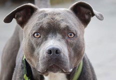 Полицията разследва сигнал за куче убито от друго куче вчера