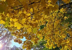 Минималните температури ще са между 1° и 6°През нощта облачността