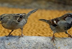 Врабчетата са сред уязвимите видове които изчезватНад 430 вида птици