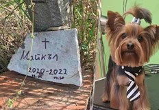 Отрова разпръсната пред блок уби малко куче в РусеДомашно и