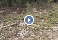 Ще предприемат ли мерки институциите Сигнал за незаконна сеч в района