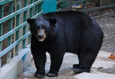 Хранителният режим с високо съдържание на протеини бавни ги убива заяви