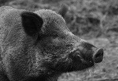 Пробите за установяване на вируса са взети в рамките на