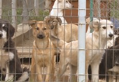 Близо 500 кучета са осиновени от Общинския приют за животни