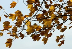 Температурите днес ще са чувствително по нискиИзборният ден ще е прохладен