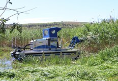 През 80 те години на миналия век тръстиката се е косяла