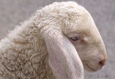 Най евтино излиза покупката в СофияПрез периода 12 19 октомври 2022 г