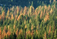 Държавно ловно стопанство Дунав – Русе е залесило 213 декара Северноцентрално държавно