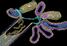 Новият тип вирусен патоген е открит при лабораторен експеримент за анализ на