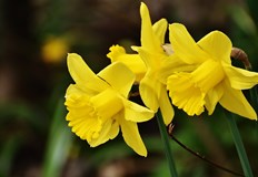 Нарцисите са едно от цветята които могат да се засадят