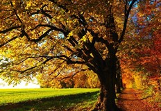 Очакват се есенни валежи в следващите дниВ понеделник отново в някои