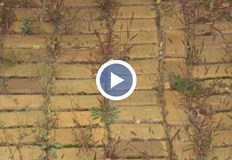 От 2016 година жълтите павета са под закрилата на закона защото са