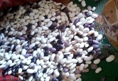 Куриери правят доставки на смилянски боб из страната Новата реколта смилянски