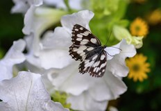 Вторникът идва със слаби валежи и хладно времеПрез следващото денонощие облачността