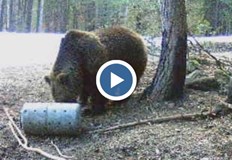 Вече има и разрешение за отстрел на една от тях15