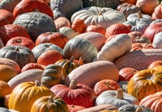 В съботния ден ще има празничен концерт с участие на