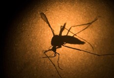 Хората които привличат комарите имат високи нива на определени киселини