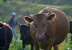 В Нидерландия има 53 000 ферми и страната е един