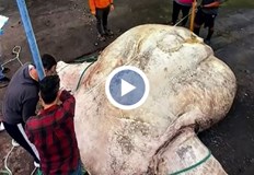 Огромната риба луна тежи 3 тонаОткриха най тежката костна риба в