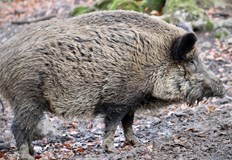 С точни попадения са се записали ловците от Могилино Помен