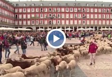 Животните прекосяват града преди зиматаНа прага на зимата традиционно хиляди