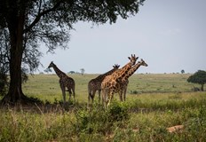 Жирафите обикновено не нападат хораЖираф уби 16 месечно бебе при нападение