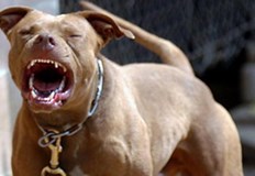 Жертвите са момиченце на 2 години и братчето ѝ на