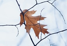 Валежите ще са оскъдниВ събота от северозапад на югоизток облачността