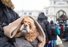 Над 11 500 са украинските бежанци настанени в хотели и