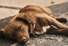 Служители на РУ Две могили изясняват сигнал за отровени животни в