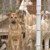 Дарители и доброволци помагат на русенския приют за кучета