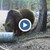 15 нападения от мечки в Смолянско